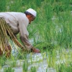 العراق يستنبط صنفًا جديدًا من الأرز بصفات وراثية عالية