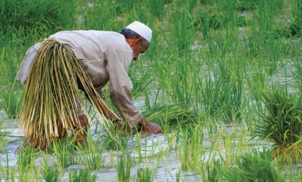 العراق يستنبط صنفًا جديدًا من الأرز بصفات وراثية عالية