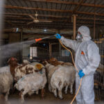 تسجيل إصابة بالحمى النزفية في عقرة