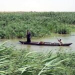 مجلس ذي قار: الأهوار مهددة والتحرك الدولي بات ضرورة